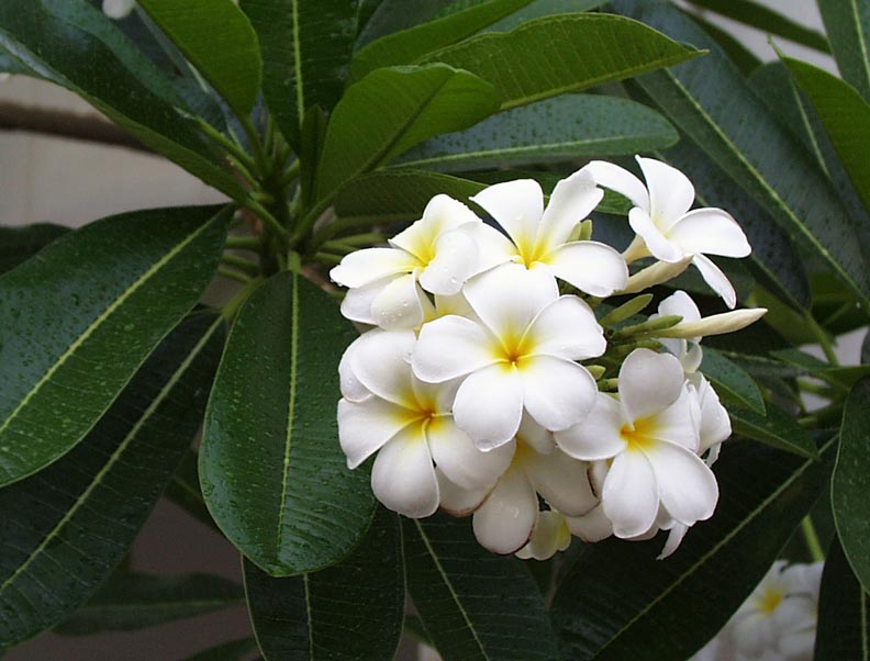 Temple Hibiscus