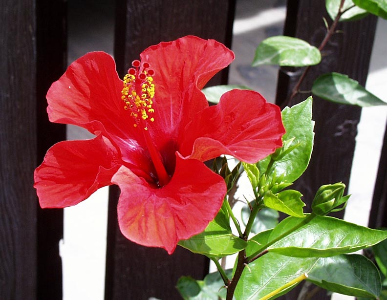 Hibiscus/red