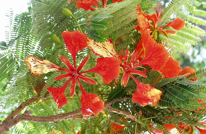 poinciana.jpg